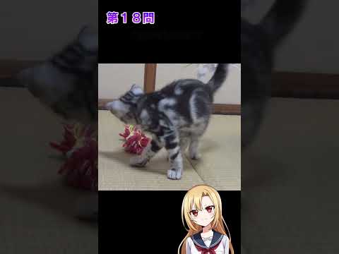 猫好きならわかる猫雑学クイズ！第１７問、第１８問　#猫 #雑学 #姫華のアメショーワールド