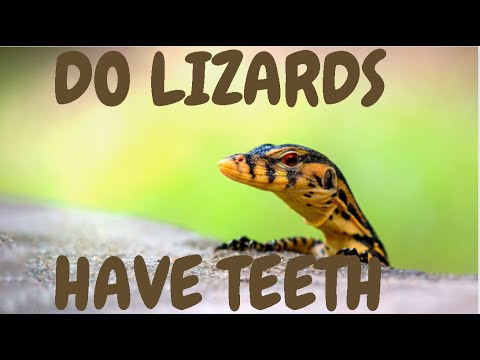 Do Lizards Have Teeth