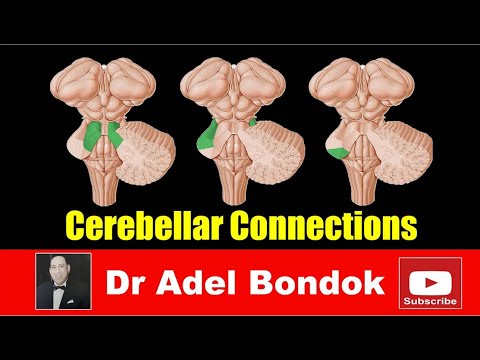 Cerebellar Connections and Control of Movement, Dr Adel Bondok