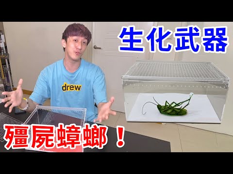 受夠了！夏天一直被蟑螂嚇到… 培養生化武器展開反擊！【好棒Bump】