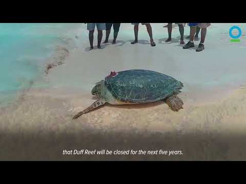 Communities Protect Sea Turtles – Duff Reef, Lau Seascape, Fiji