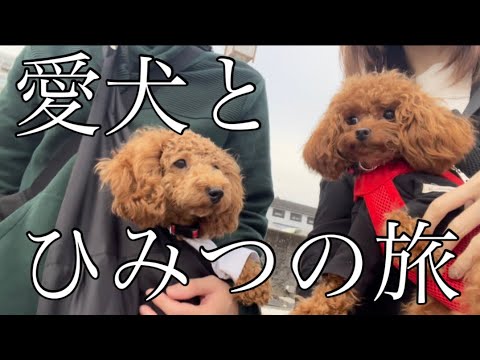 愛犬とひみつの旅☆格安で行く温泉旅館♨️