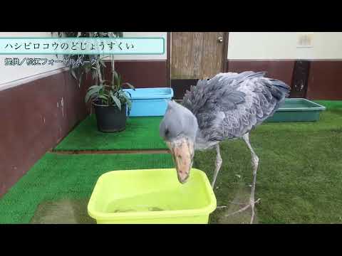 【ハシビロコウの捕食シーン】どじょうすくい