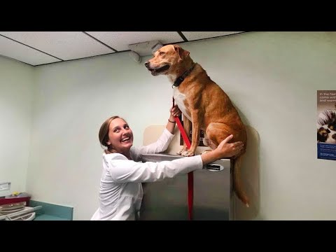 50 Momentos de la reacción de un perro 'valiente' al darse cuenta de que va al veterinario