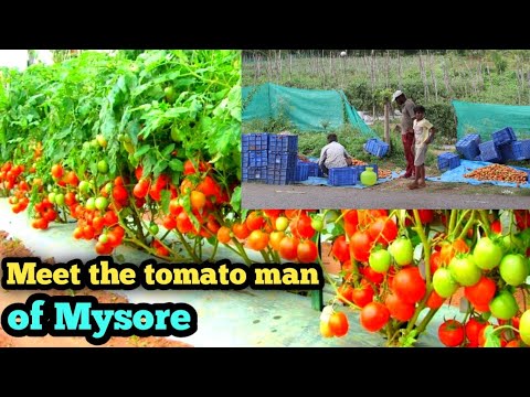 How to do profitable hybrid Tomato Cultivation // Tomato Cultivation in mysore //