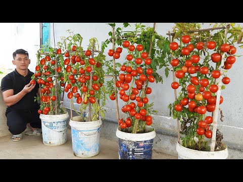 Surprised by how to grow GIANT tomatoes in POTS! 10 times more productive in container gardening