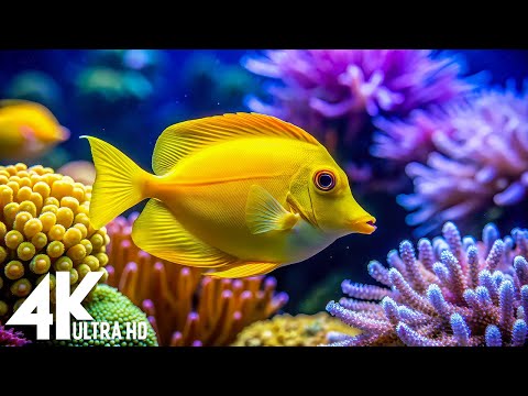 Aquarium 4K VIDEO(ULTRA HD) - Amazing Beautiful Coral Reef Fish - Sleep Relaxing Meditation Music #2