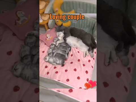 Kittens videos lil kittens cute cats  Loving couple #cat #cute #cutecat  #kitten #lovely