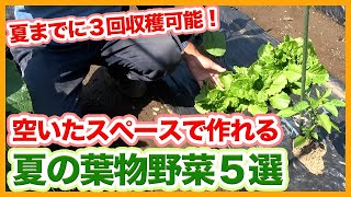 5 leafy vegetables to grow in the empty space of the vegetable garden!