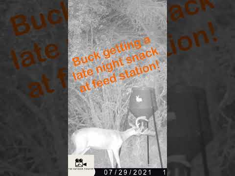 Buck Chowing Down a Late Night Snack at Feed Station! #wildlife #whitetaildeer #outdoors #deer