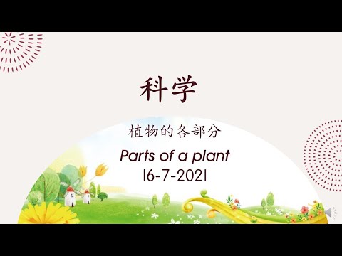 学前教育班科学 （植物的各部分）