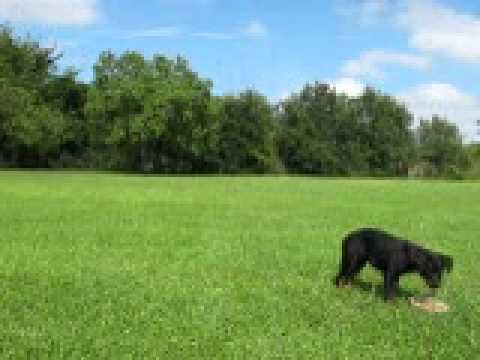 6 month old Rottweiler in training