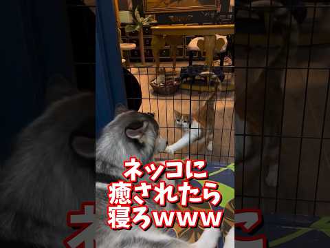 ネッコの動画で癒されたら寝ろｗｗｗ　#2ch #2ch動物スレ #2ch面白いスレ #動物 #犬 #猫 #癒やし #ねこ