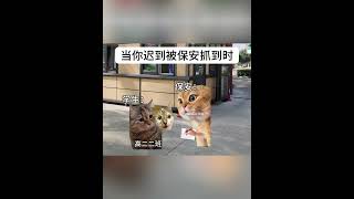 有文化但不多#猫meme #猫meme小剧场  #猫meme #funny #故事  #cat #貓  #meme #搞笑 #cute  #迷恋  #文盲