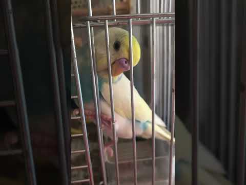 変な体勢で眠くなるインコ#shorts #セキセイインコ