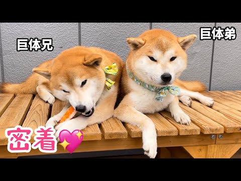 ぬくぬく効果で柴距離兄弟がこうなりました♪ #shiba #柴犬