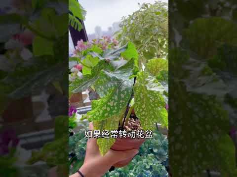 【蓝胖小花匠🎏】很适合封闭阳台养护的植物：竹节秋海棠～竹节秋海棠养护方法给大家~ #养花小知识 #我的阳台小花园 #封闭阳台养花 #秋海棠 #秋海棠养护