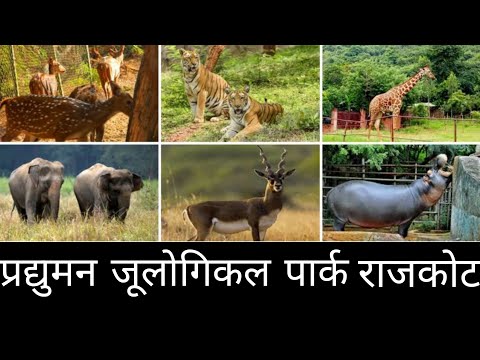 प्रद्युमन जूलोगिकल पार्क राजकोट | Pradhyuman Zoological Park Rajkot | Zoological Park