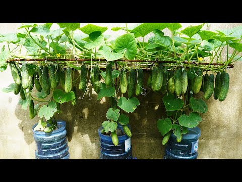 Growing Cucumbers Is Very Easy, Quick To Harvest And High Yield