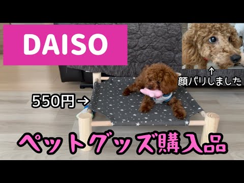 【DAISO】ペットグッズ購入品💕あずき顔バリしました！