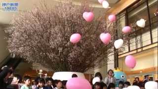 阪急西宮ガーデンズに「満開の桜」