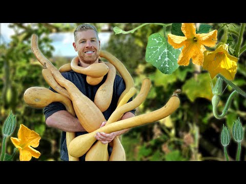 You Absolutely Have To Grow This Awesome Plant! - Tromboncino Snake Squash! 🐍 🌱