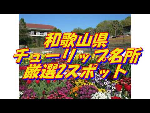 30【和歌山県】チューリップの名所＜2選＞