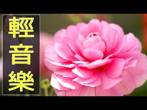 【非常好听】🎷🎷週末聽50首最好的老音樂 🌺早上最適合聽的輕音樂 🎵 每天調心洗滌心性 - 薩克斯風 - 無廣告音樂  - 轻音乐 - 探戈老歌 Old Taiwanese Music