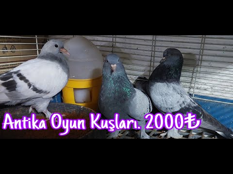 Antika Oyun Kuşları.