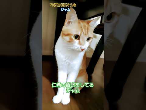 監視委員な🐾　#cat #茶トラ#cutepet #猫のいる暮らし