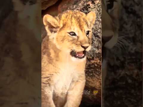 lion cub sound 💤 little lion cub sound #shorts #short #shortvideo #shortfeed  #lioncubs #wildlife