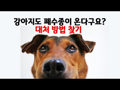 기침하는 우리 강아지도 혹시 폐수종? 원인과 대처방법 알아보기