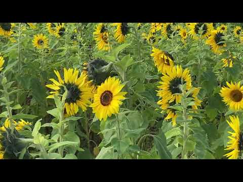 沖縄県北中城村のひまわり畑/Sunflower field in Kitanakagusuku Village, Okinawa Prefecture/2021/02/10