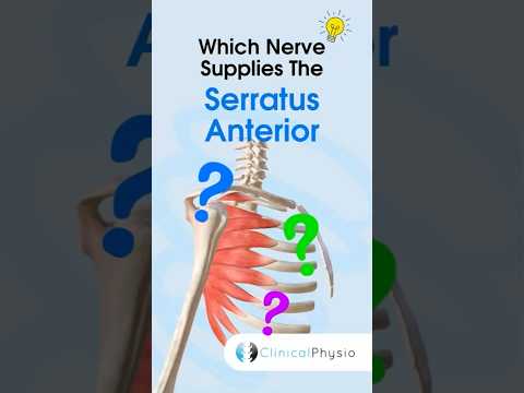 Serratus Anterior Nerve Supply #physiotherapy #physicaltherapy #anatomy #serratusanterior