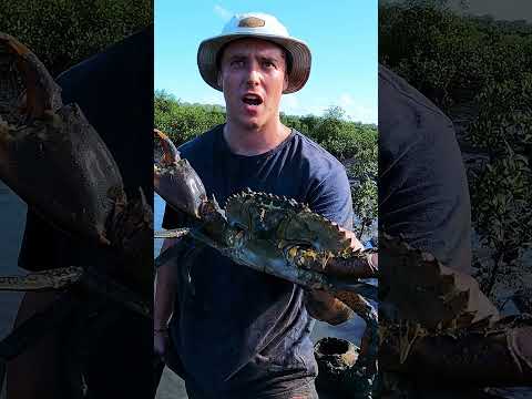 GIANT MUDCRAB Catch Barehanded