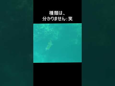 【沖縄観光】真栄田岬でシュノーケリングを楽しむ！ #Shorts