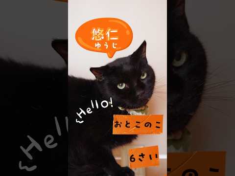 【譲渡動物紹介】悠仁01 #shorts #cat #川崎市 #猫 #保護猫 #動物保護施設 #ANIMAMALLかわさき