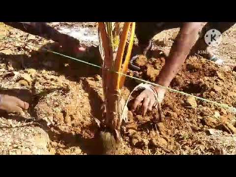 How to planted coconut tree. kemiti lageiba nadia gachha. coconut gacha lageba sikha