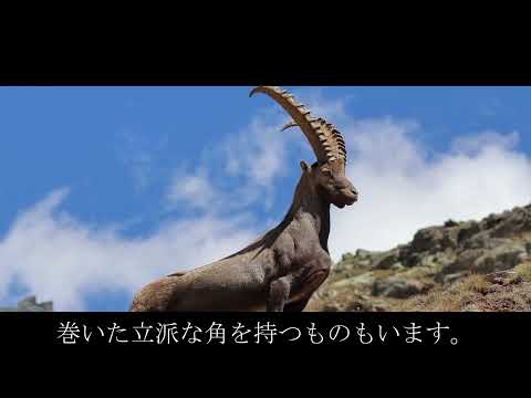 もしかして忍者？！重力を無視して高山の断崖絶壁を駆け回る動物の正体は？