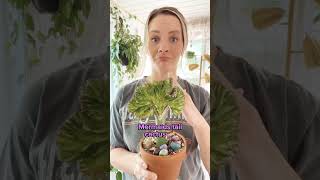 #plantlady #plants #plantcare #strange #houseplants