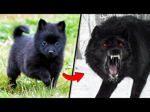 Before & After Animals Growing Up. 🤤| Animal Transformation Amazing