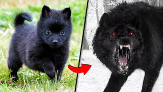 Before & After Animals Growing Up. 🤤| Animal Transformation Amazing