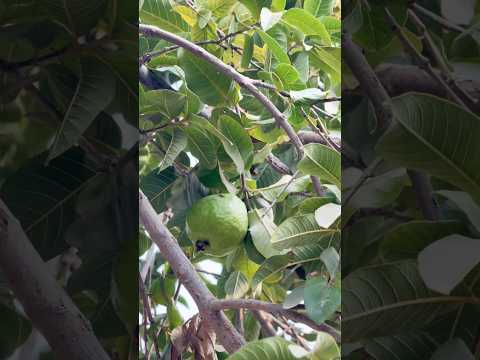 Amazing fresh guava fruit 🍐 #shorts