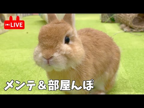 メンテしながら部屋んぽLive【ネザーランドドワーフのコッペ】