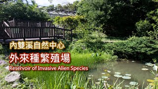 7-8 內雙溪自然公園-外來種繁殖場 Reservoir of Invasive Alien Species