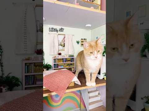 The cats have invaded the dollhouse! #cat #orangecat #dollhouse