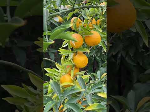 Yuzu Lemons 🌱 #shorts #yuzu #gardening #backyardgarden #homegarden #urbangarden #organicgarden