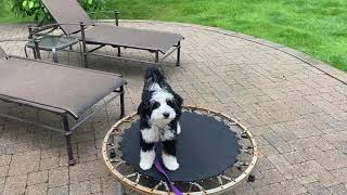 Basic Obedience Tips with 6 month Old Bernedoodle Puppy Tutorial