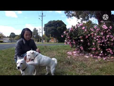 Maisie and Nugget play day