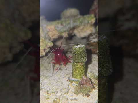 RED FIRE SHRIMP READY TO FIGHT #reef #shrimp #reefkeeping #canelo #boxing